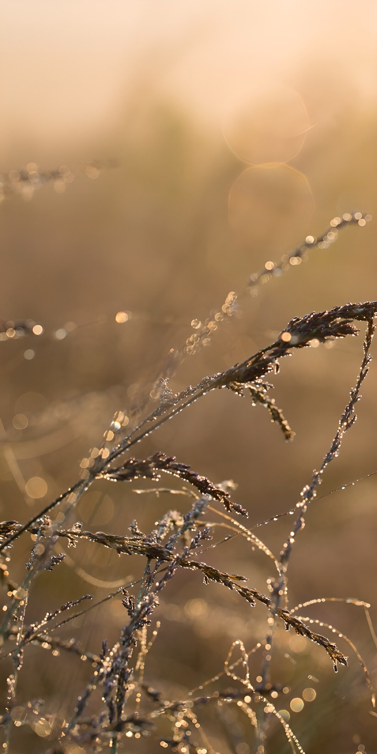 Dauw op Grassprieten bij Zonsopgang