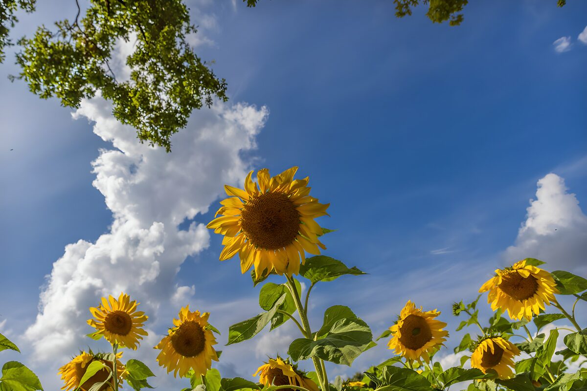 TP81151: Zonovergoten zonnebloemen onder blauwe lucht