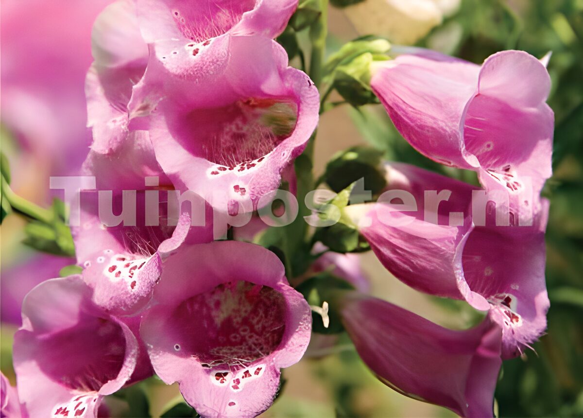 Roze Vingerhoedskruid 