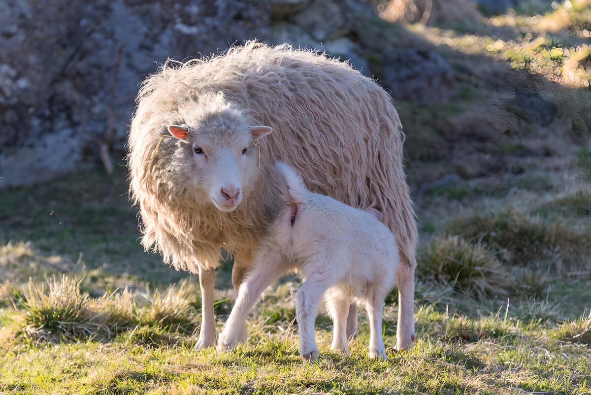 Schattig lammetje bij zijn moeder