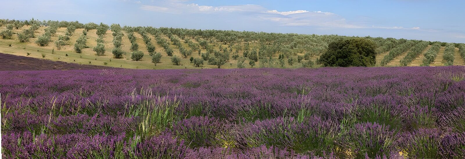 TP67677: Prachtig lavendelveld met olijfbomen