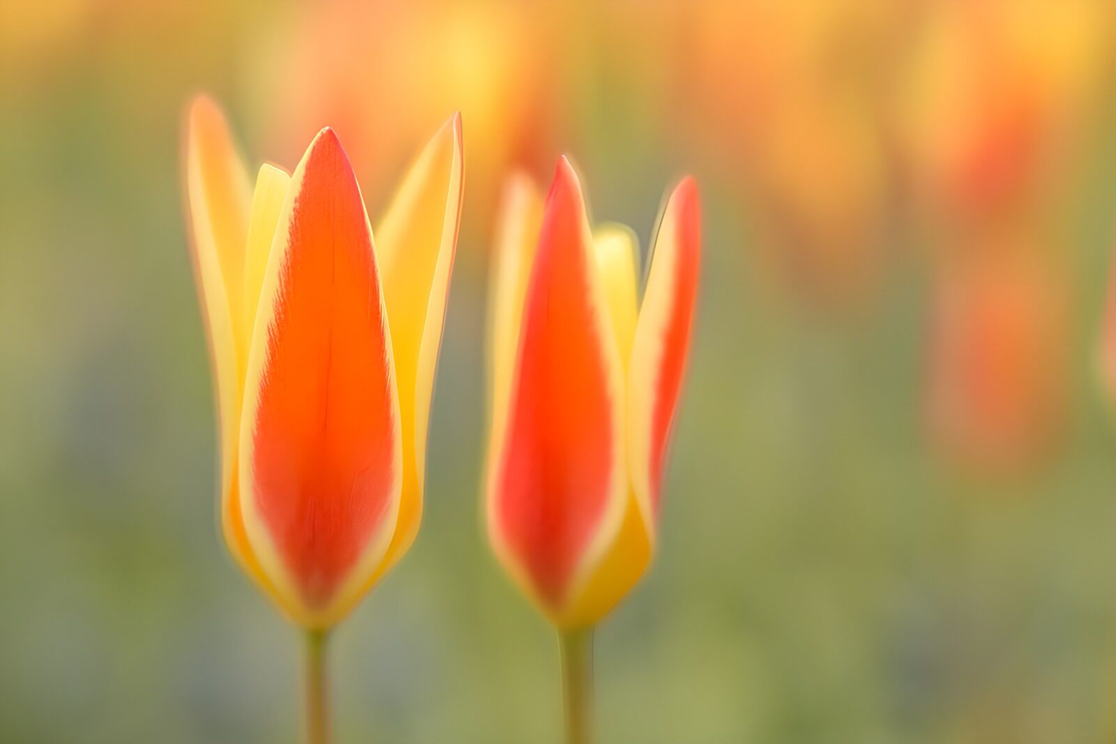 TP19778: Vrolijke tulpen in warmere tinten