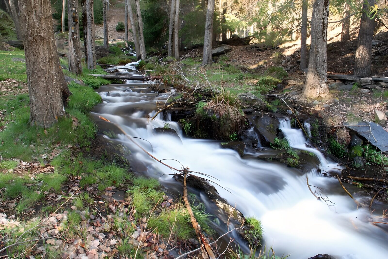 TP97847: Rustige stroom in het bos