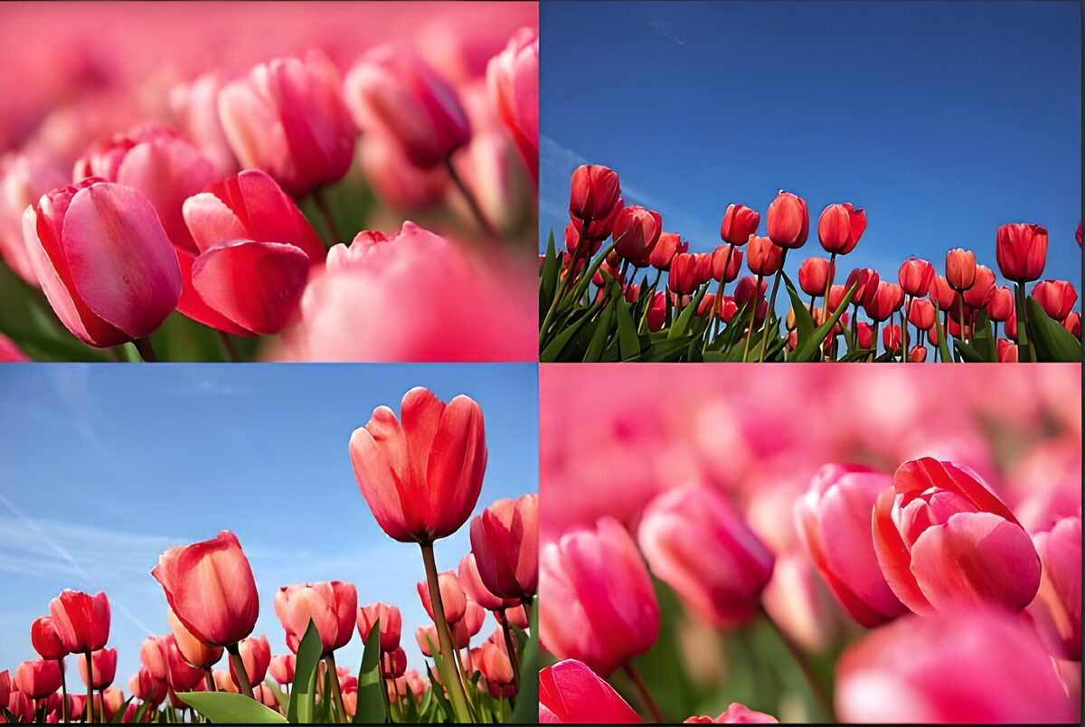 4 luik tulp