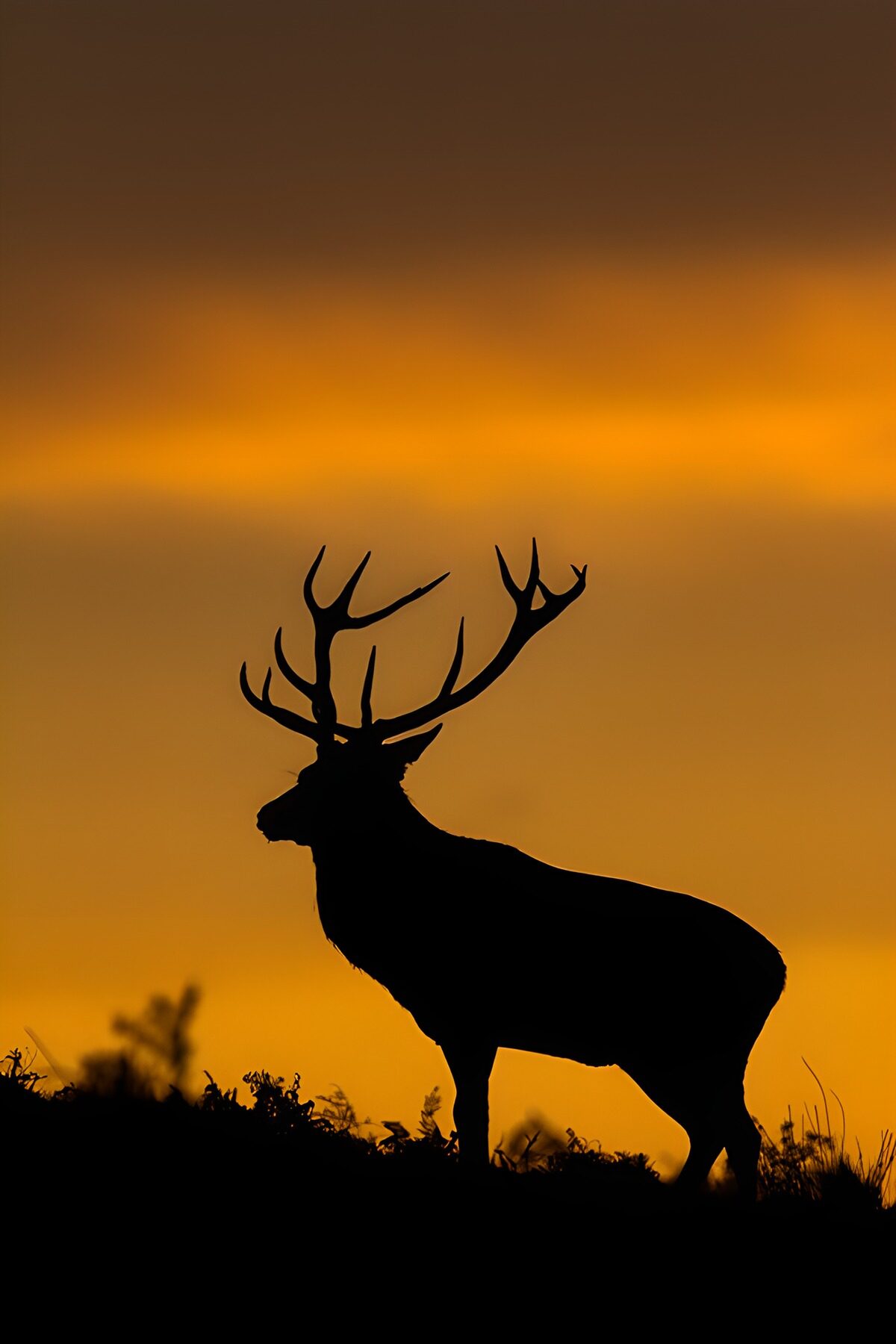 TP36397: Hertje tegen een prachtige zonsondergang