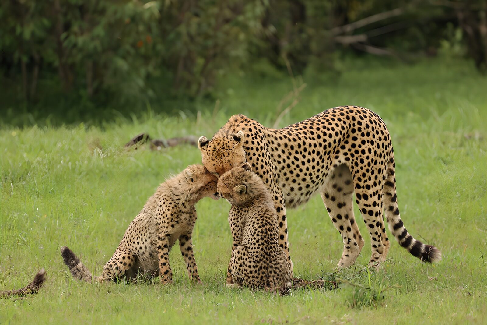 TP34661: Liefdevolle cheeta familie