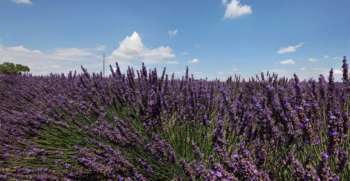 Prachtig Lavendelveld onder een Blauwe Lucht