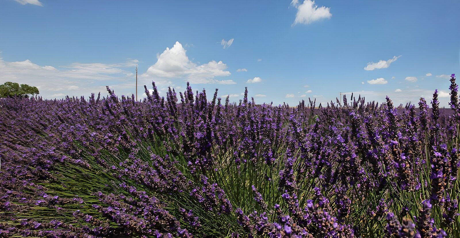 TP48628: Prachtig Lavendelveld onder een Blauwe Lucht