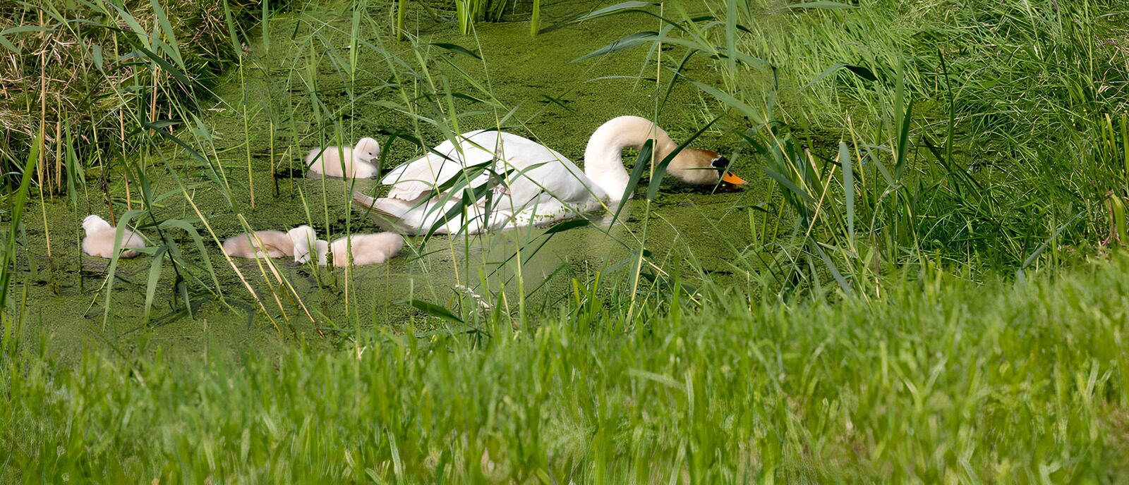 TP10122: Zwanenfamilie in groen water
