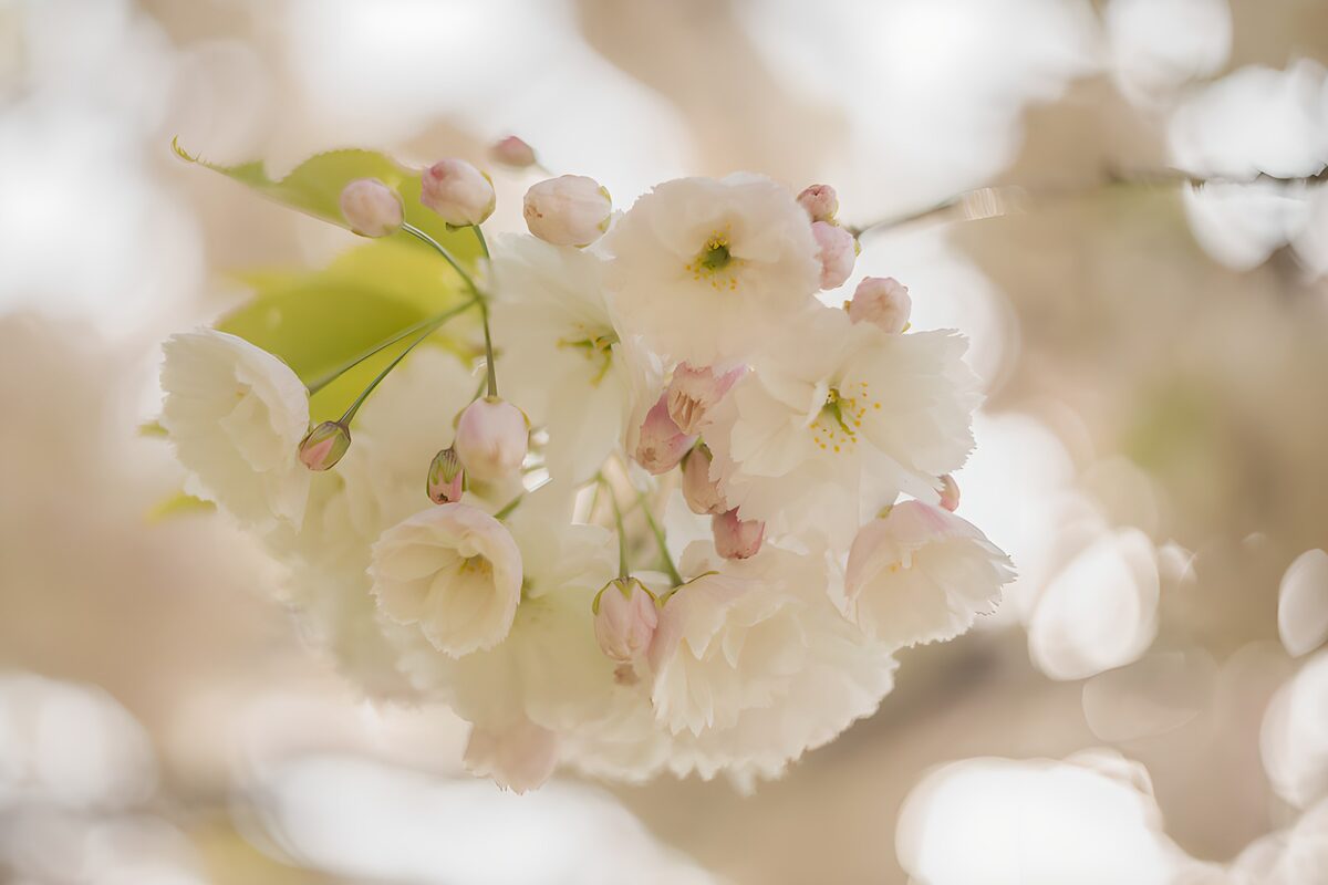 Prachtige bloesems in zachte tinten