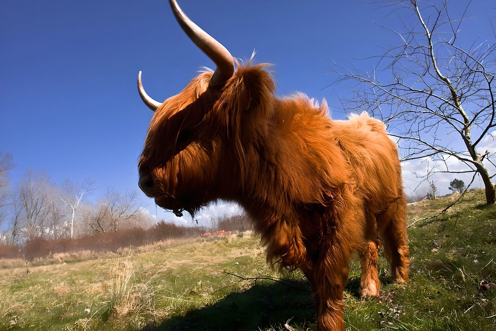 TP52230: Hooglander in een groene weide