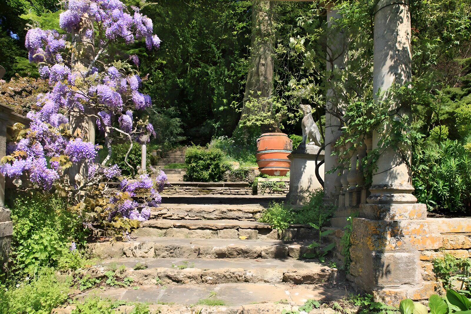 TP16095: Bloeiende Wisteria bij de Tuintrap