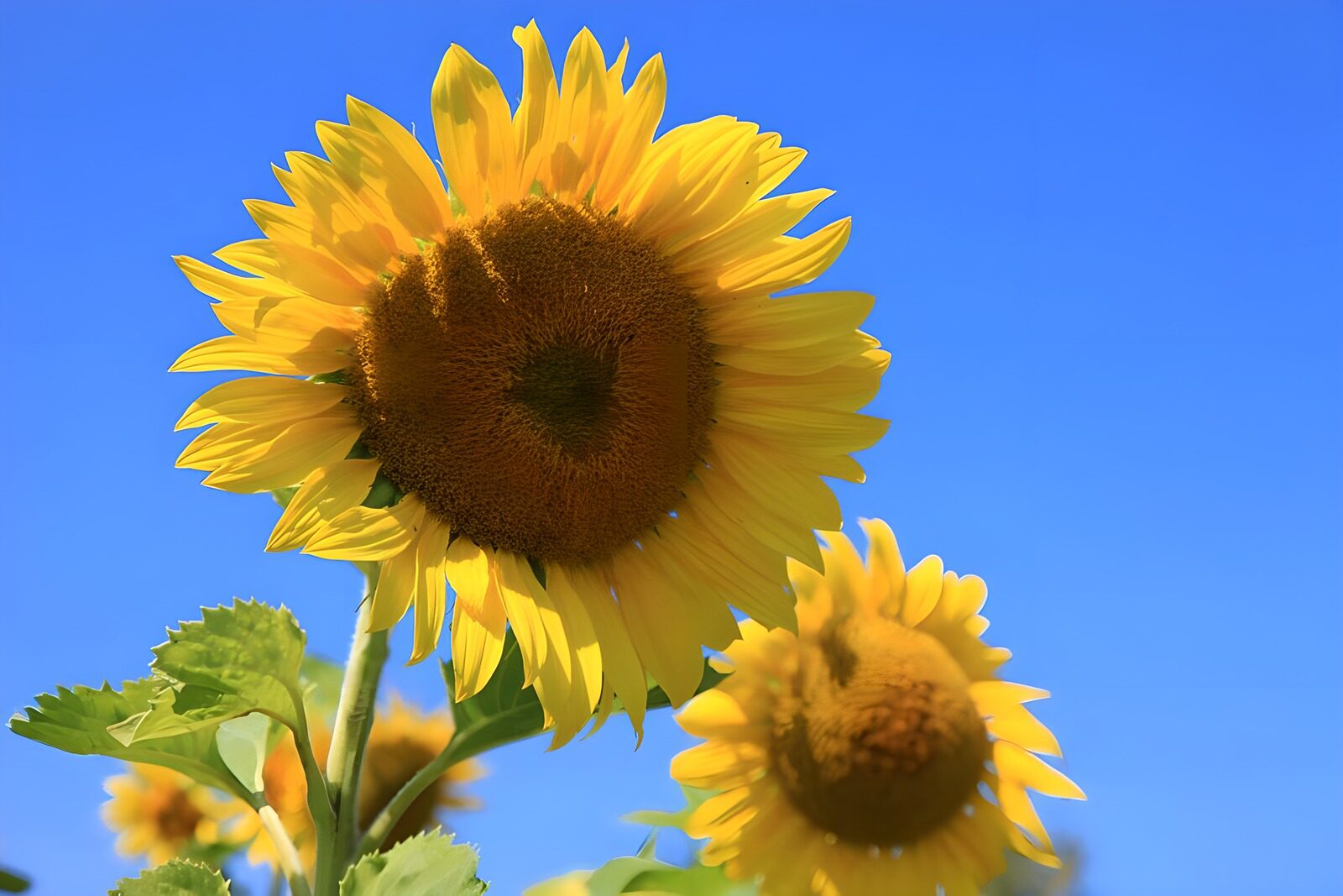 TP37202: Stralende Zonnebloemen onder de Blauwe Lucht