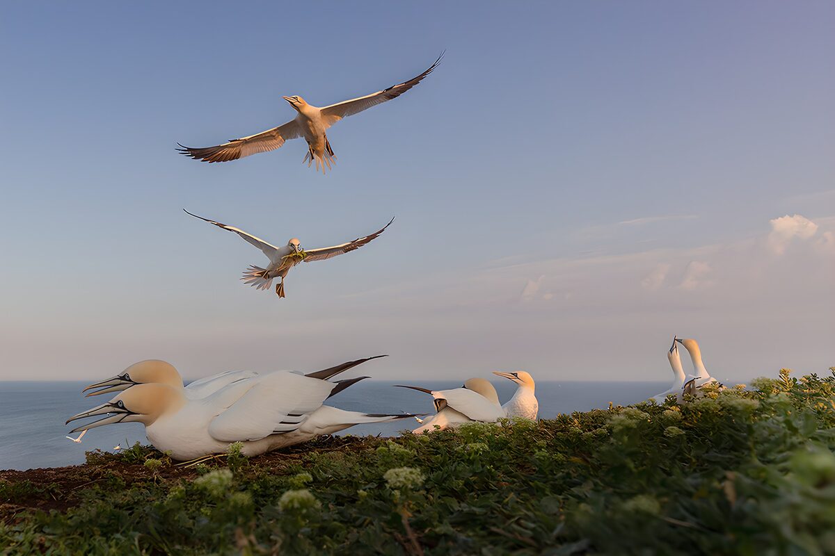 Vogels boven de zee bij zonsondergang