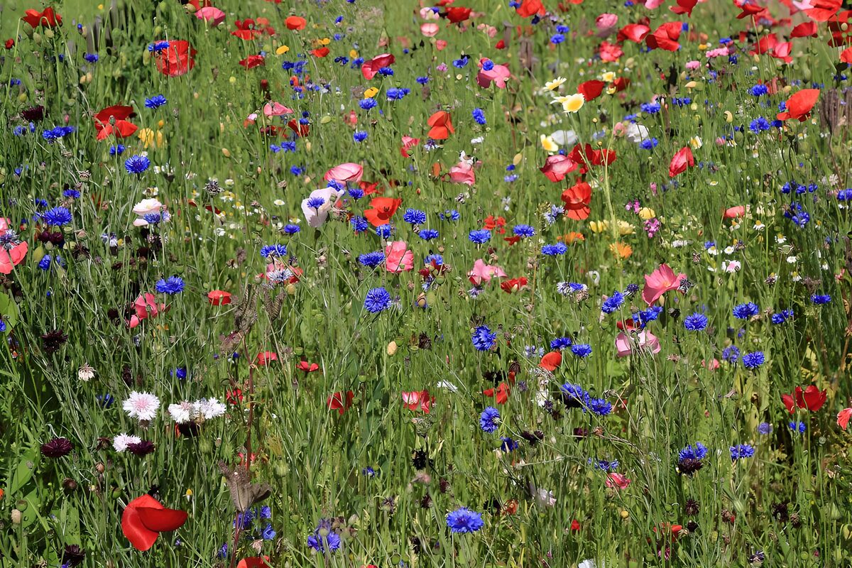 Kleurrijke bloemenweide in volle bloei