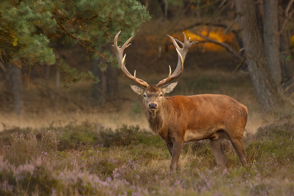 Majestueuze edelhert in het bos