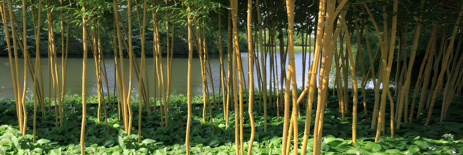 TP52850: Bamboebos bij het water