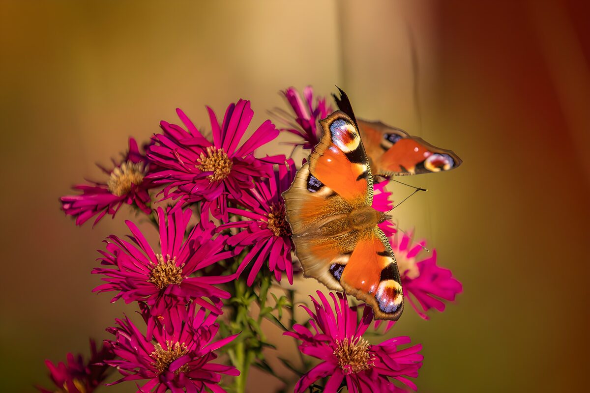 Vlinder op paarse bloemen