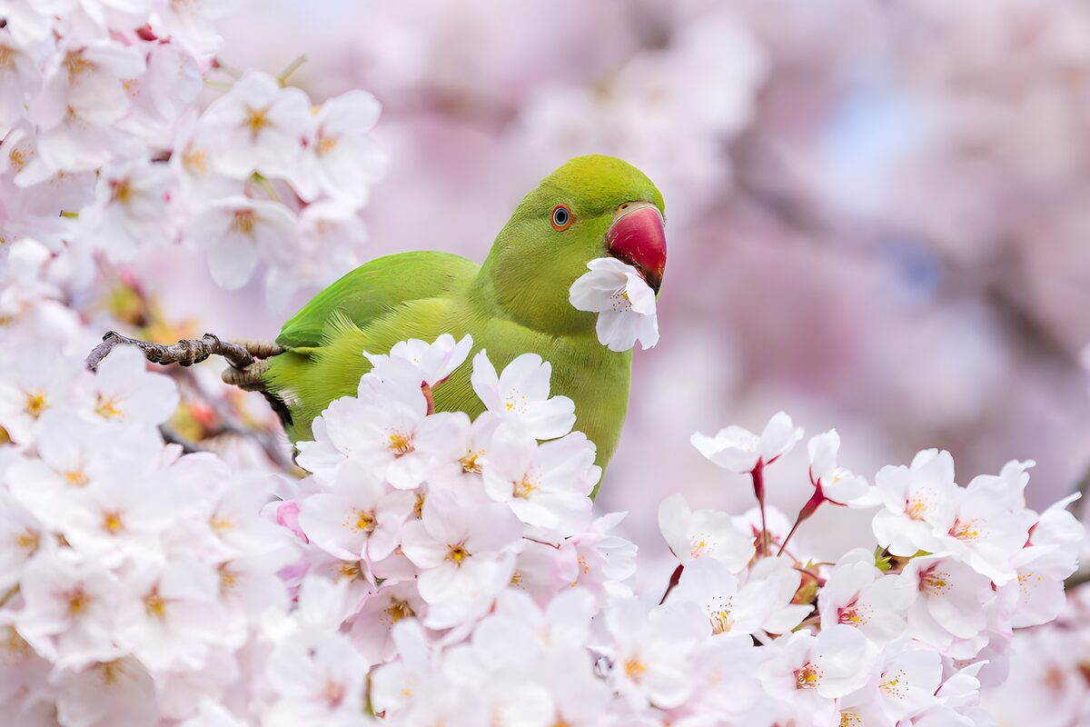 Halsbandparkiet tussen de bloesems 2