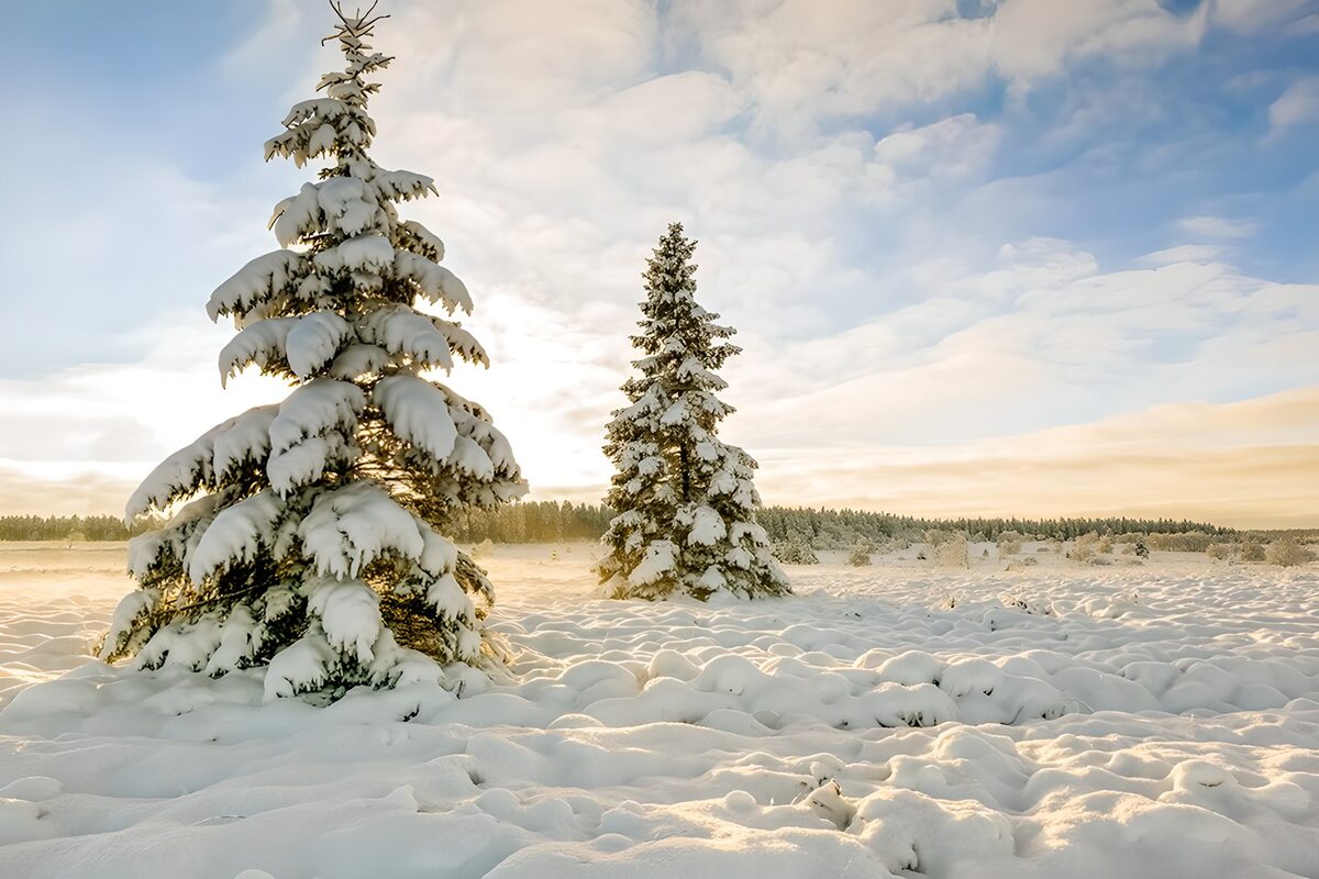 Sneeuwlandschap met dennenbomen