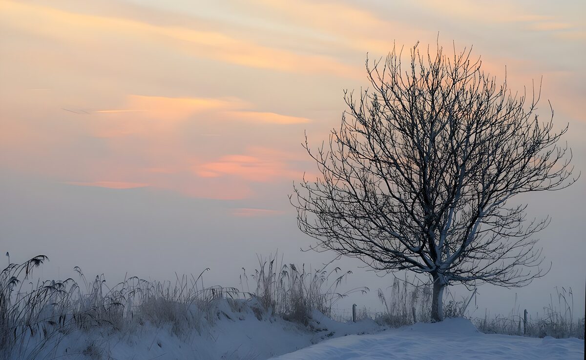 Verlaten boom in de sneeuw