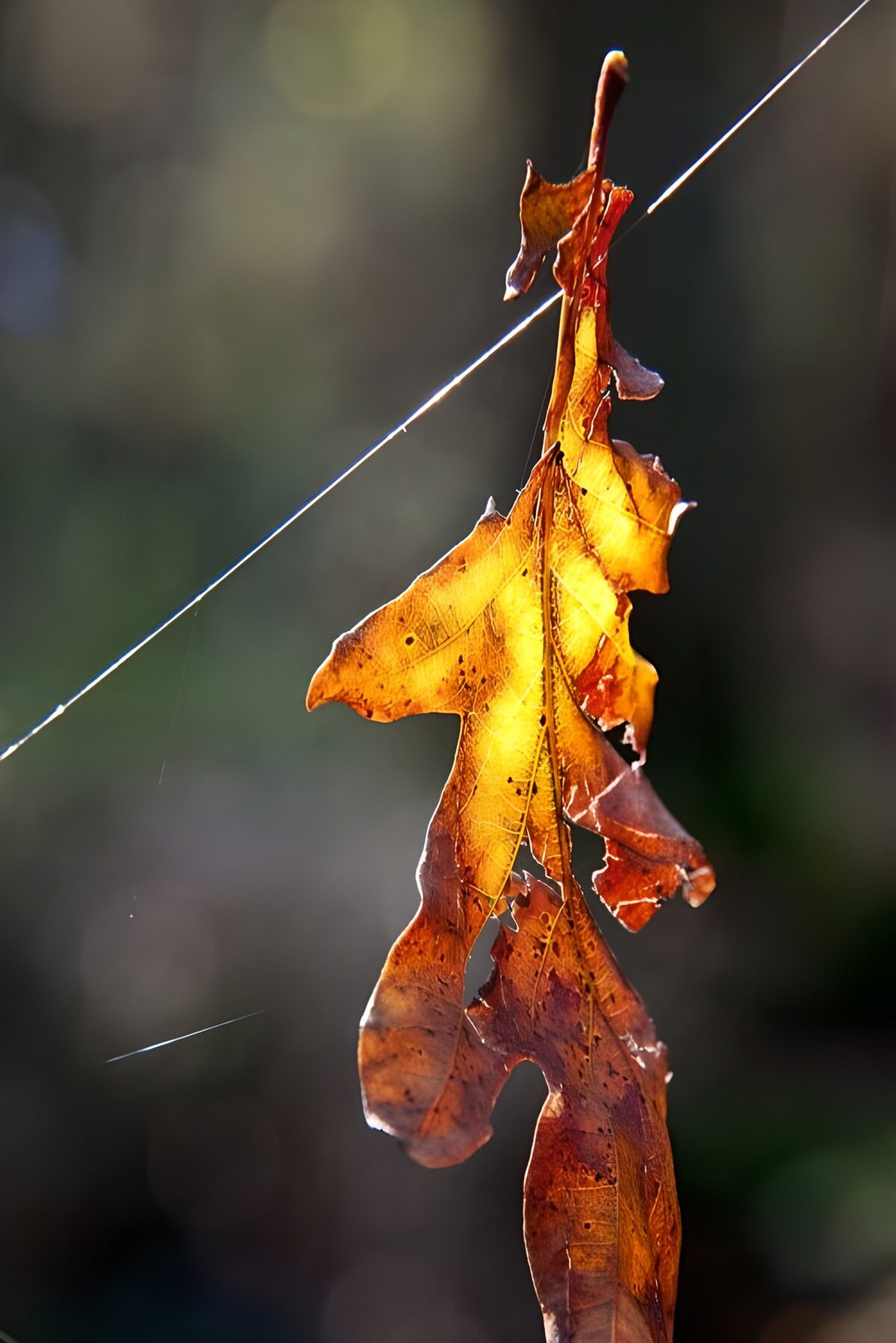 TP32884: Gouden herfstblaadjes aan spinnenweb