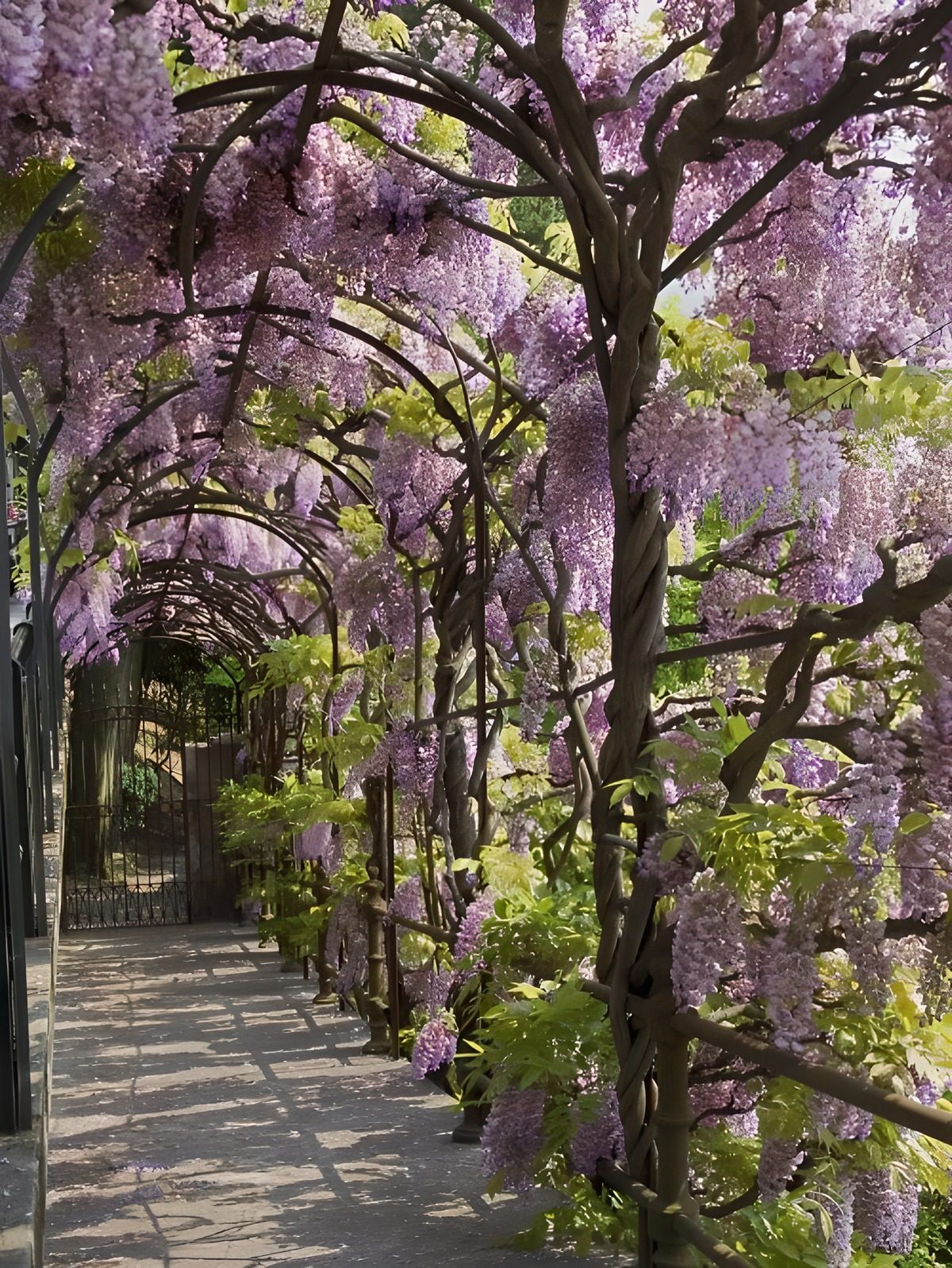 Prachtige paarse bloesems in een tuin