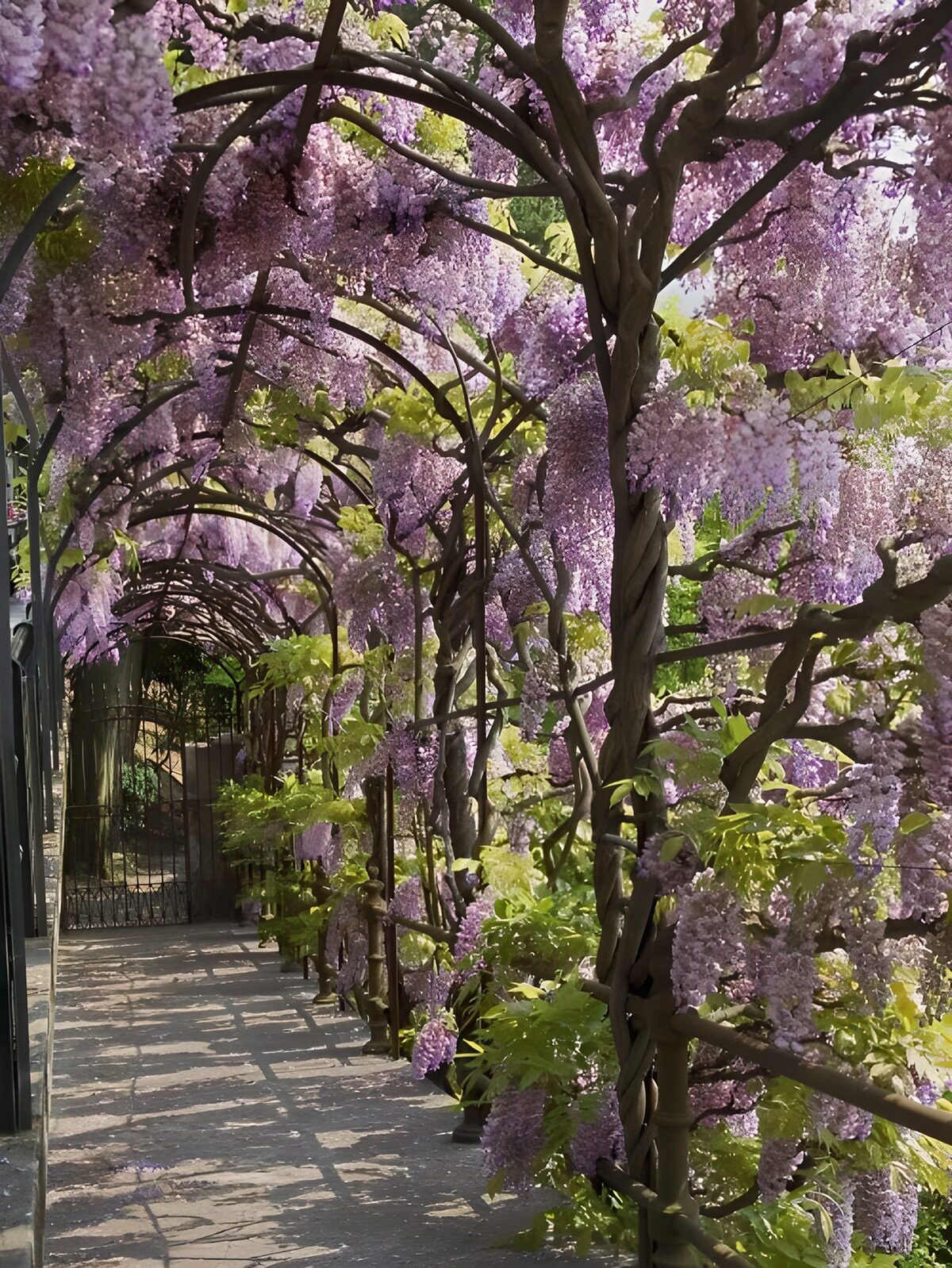 TP64248: Prachtige paarse bloesems in een tuin
