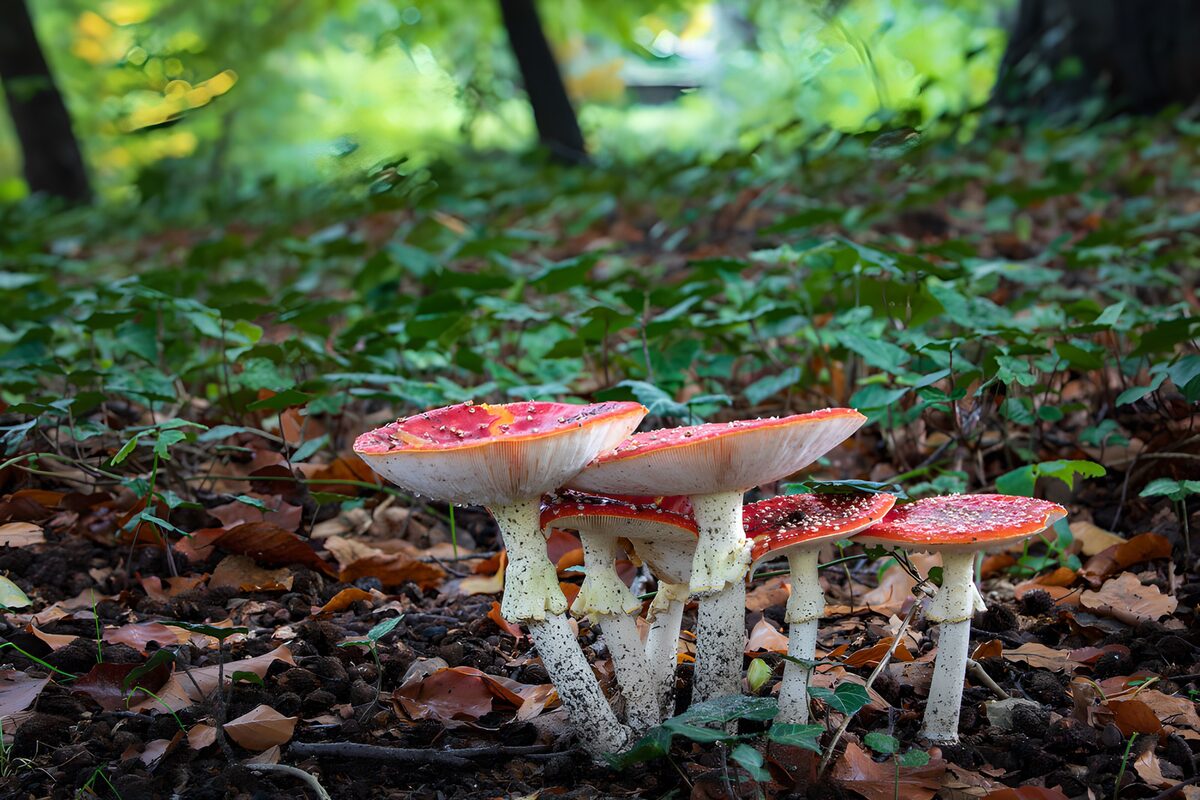 Vliegenzwammen in het herfstbos
