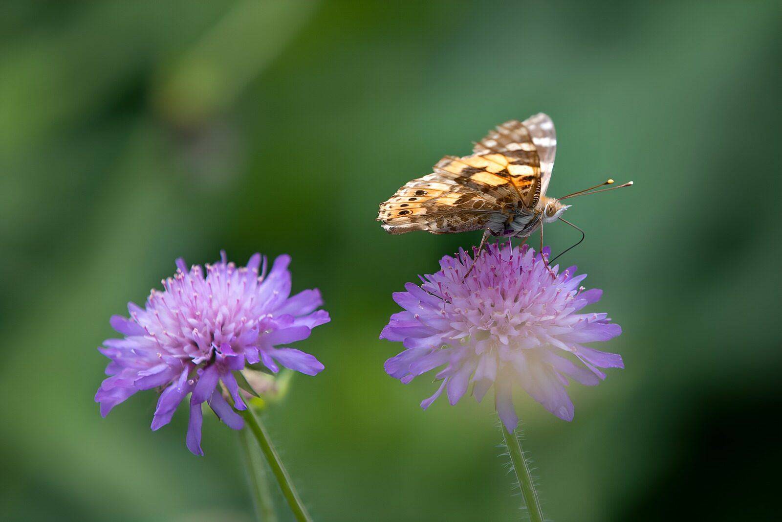 TP30457: Vlinder op paarse bloemen
