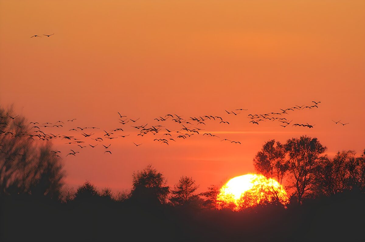 Zonsopgang met vliegende vogels