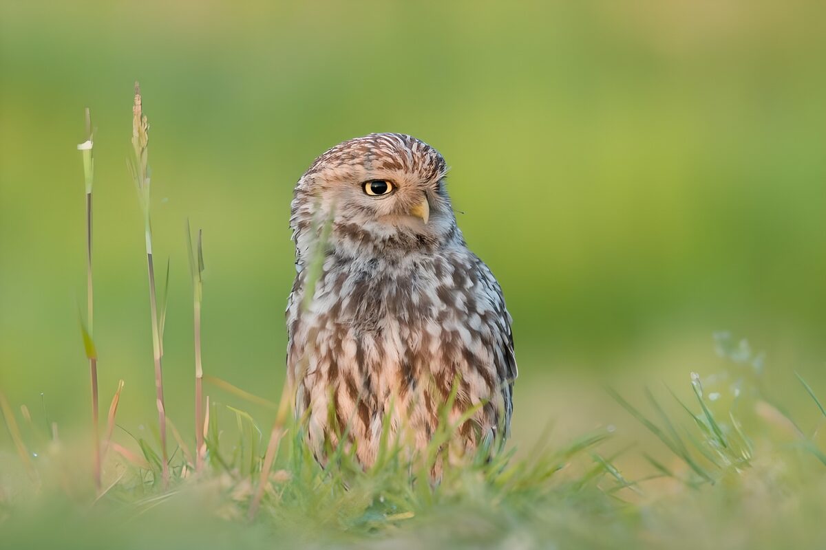 Slechtvalk in de ochtendzon