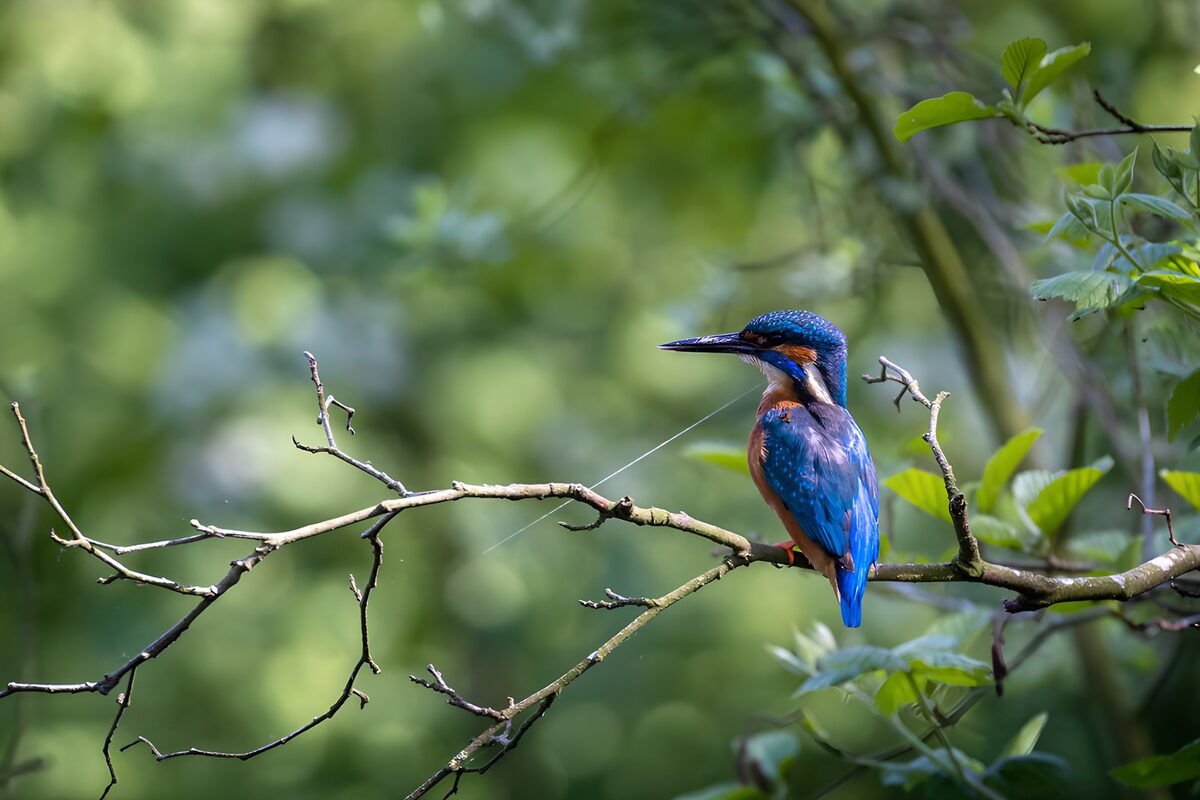 TP36758: IJsvogel op een tak in de natuur