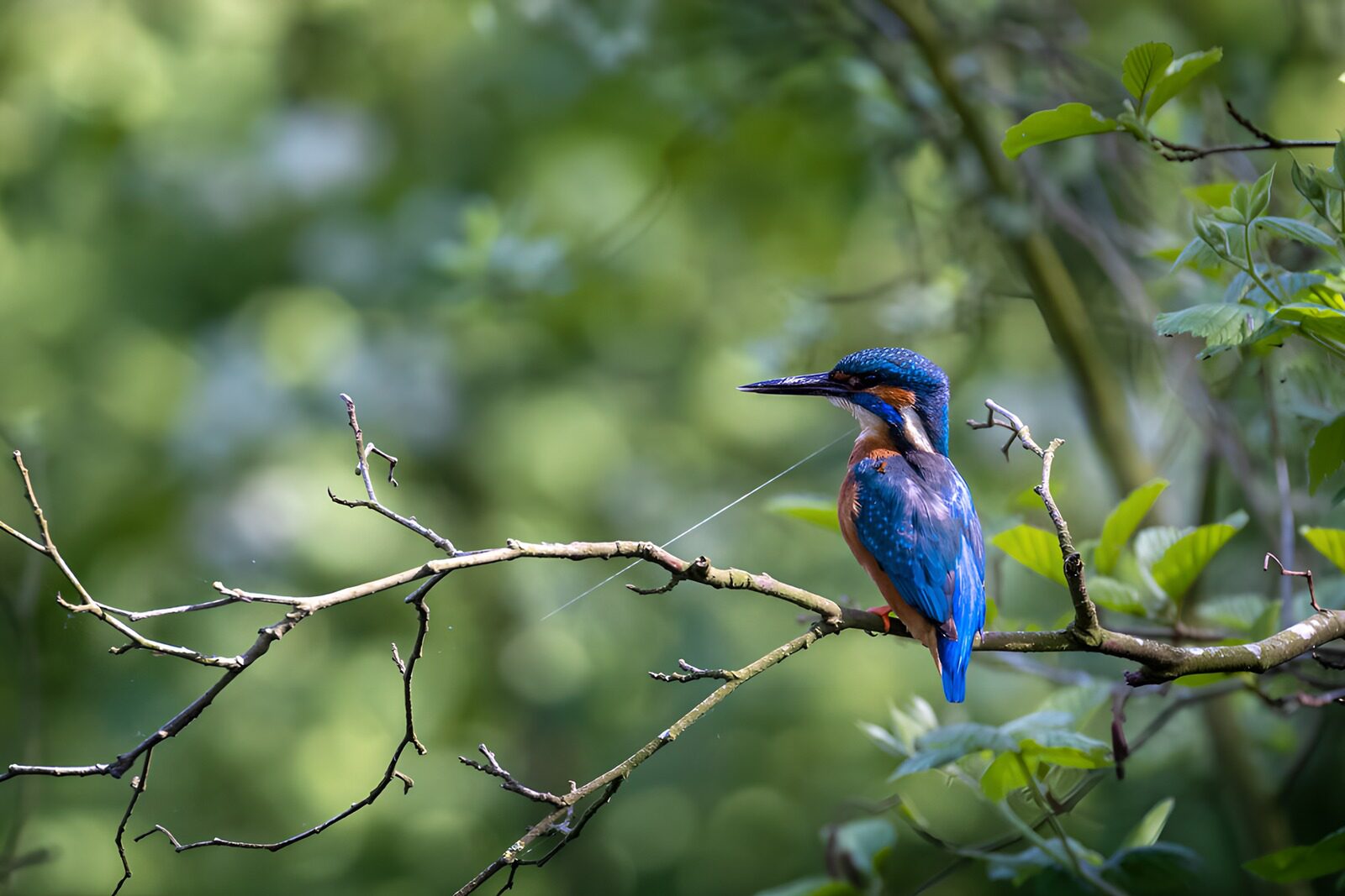 TP36758: IJsvogel op een tak in de natuur