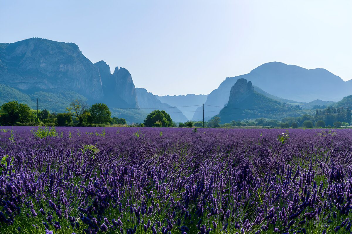 Prachtig lavendelveld met bergen