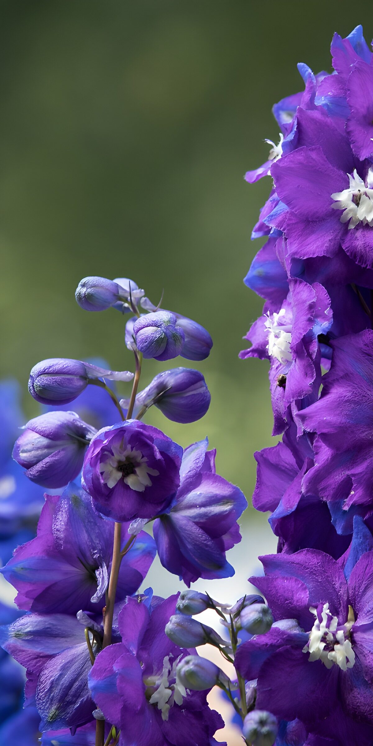 Prachtige paarse ridderspoor bloemen