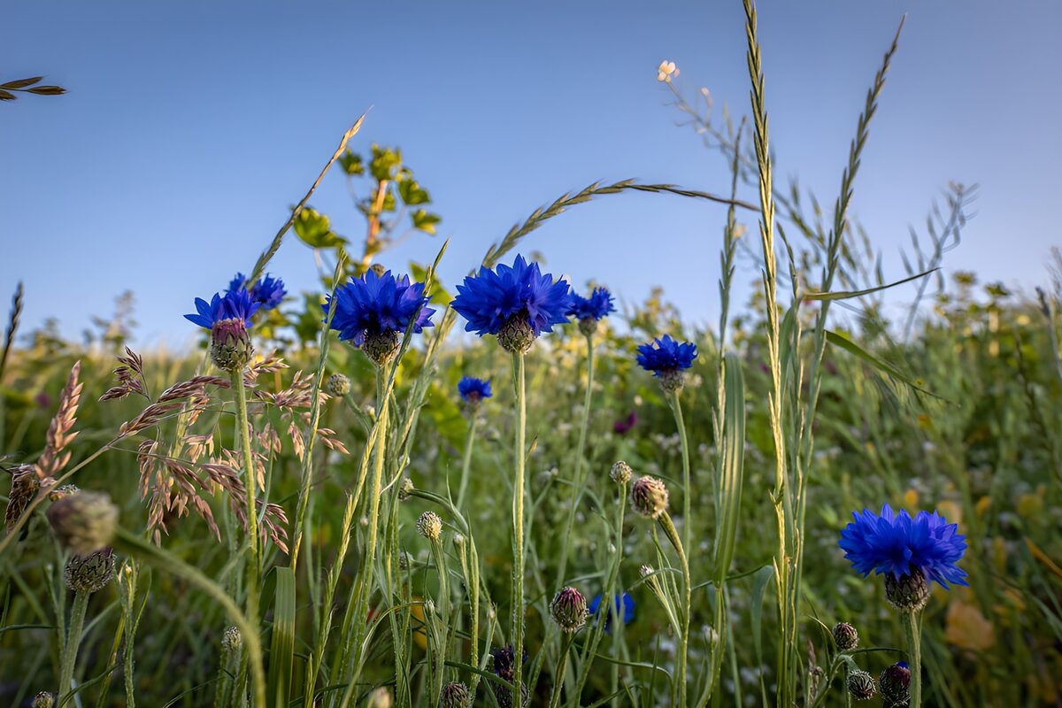 Prachtige blauwe bloemen in het veld