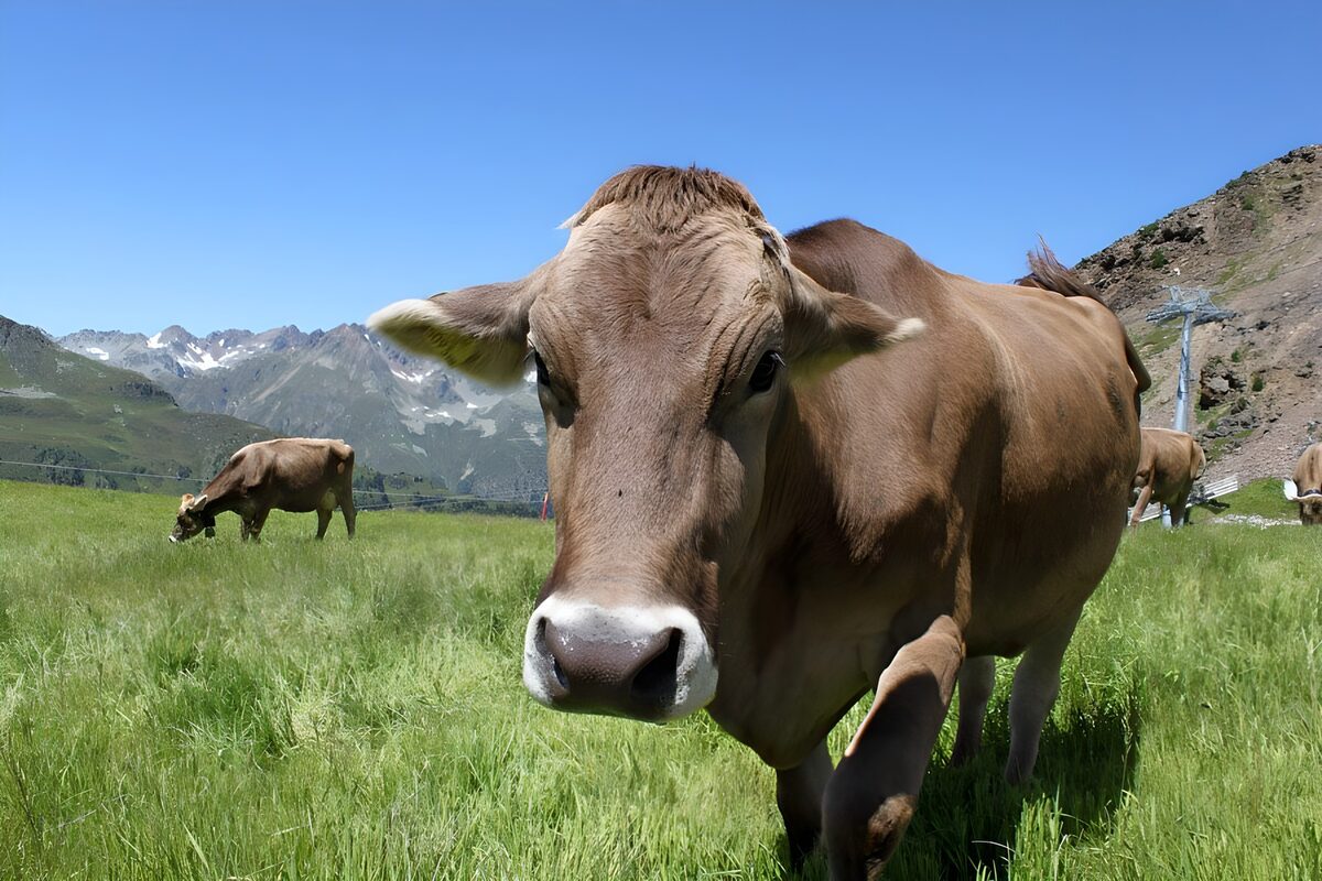 Bruine koe in weiland van de alpen