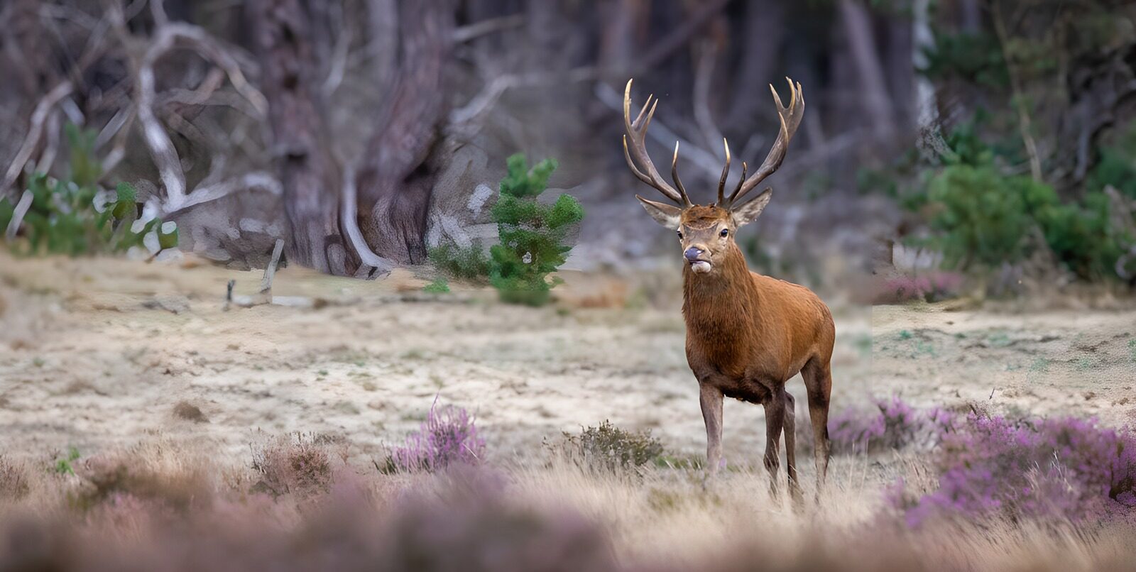 TP23099: Majestueuze Hert in de Natuur