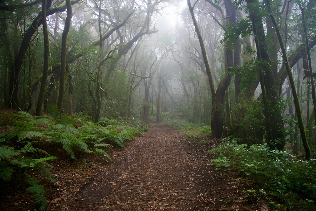 La Gomera 17