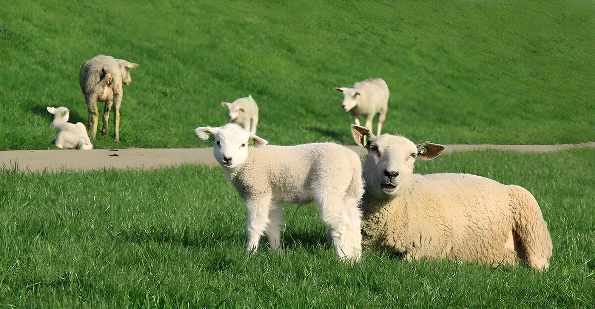 Lammetje op dijk
