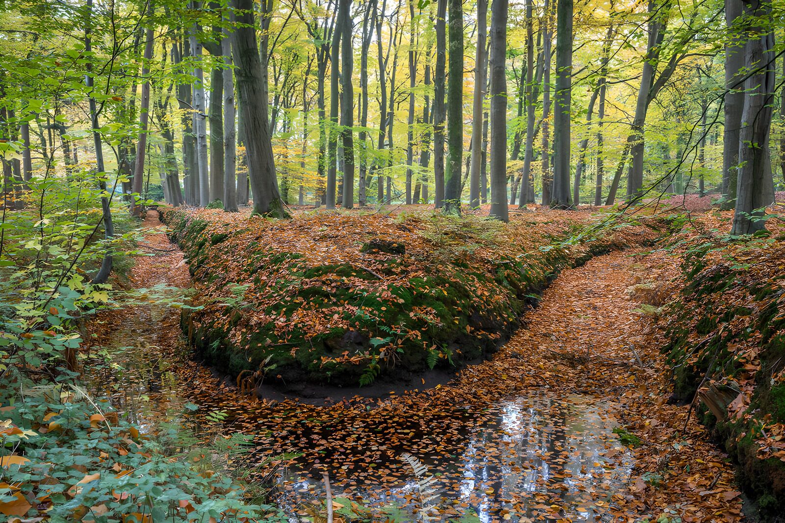TP73312: Autumnalen Schoonheid in het Bos