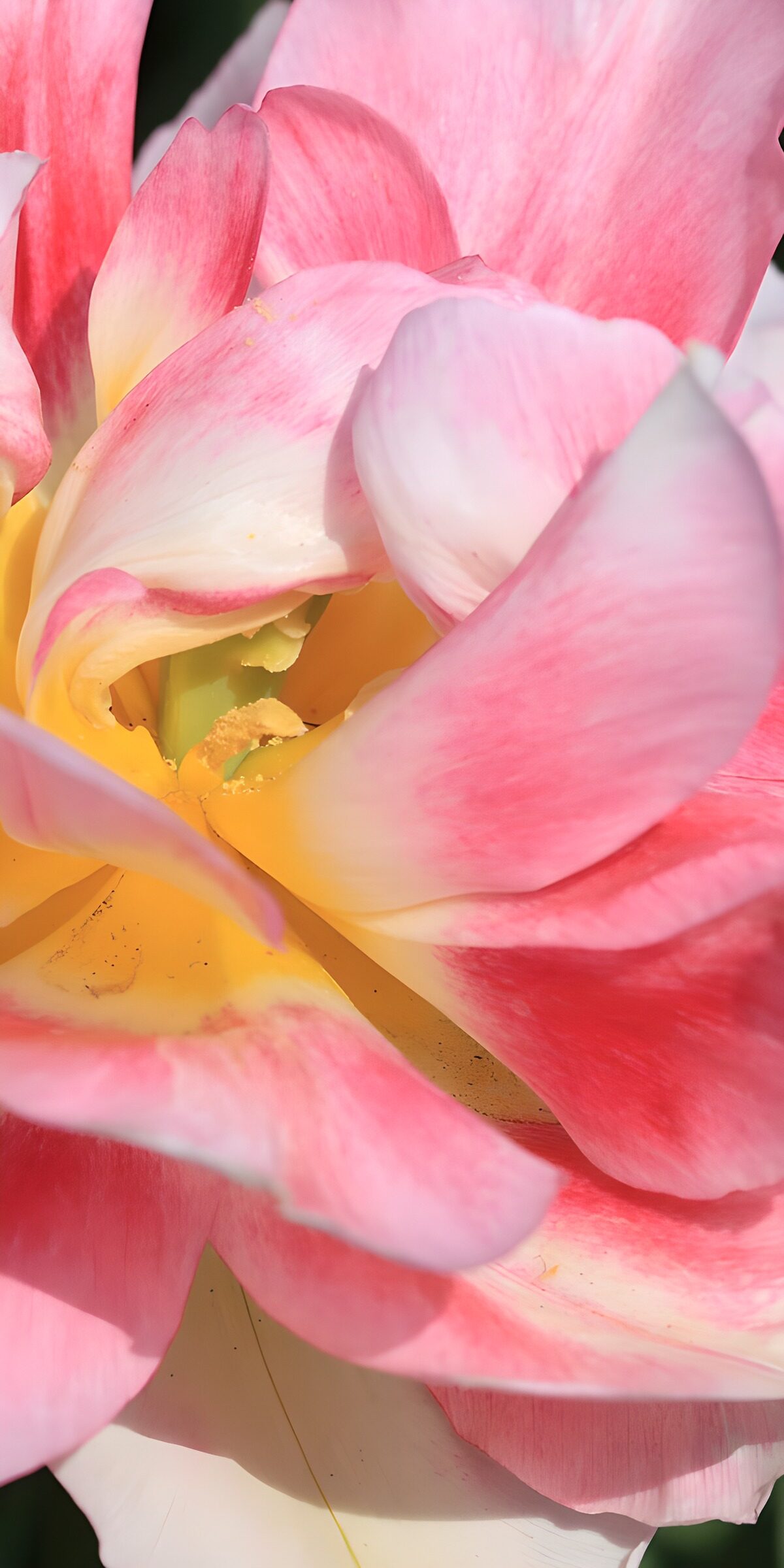 TP51107: Kleurrijke Tulp in Volle Bloei