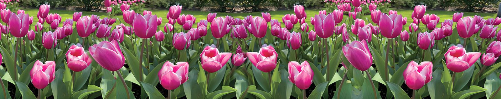 TP49519: Prachtige paarse tulpen in bloei