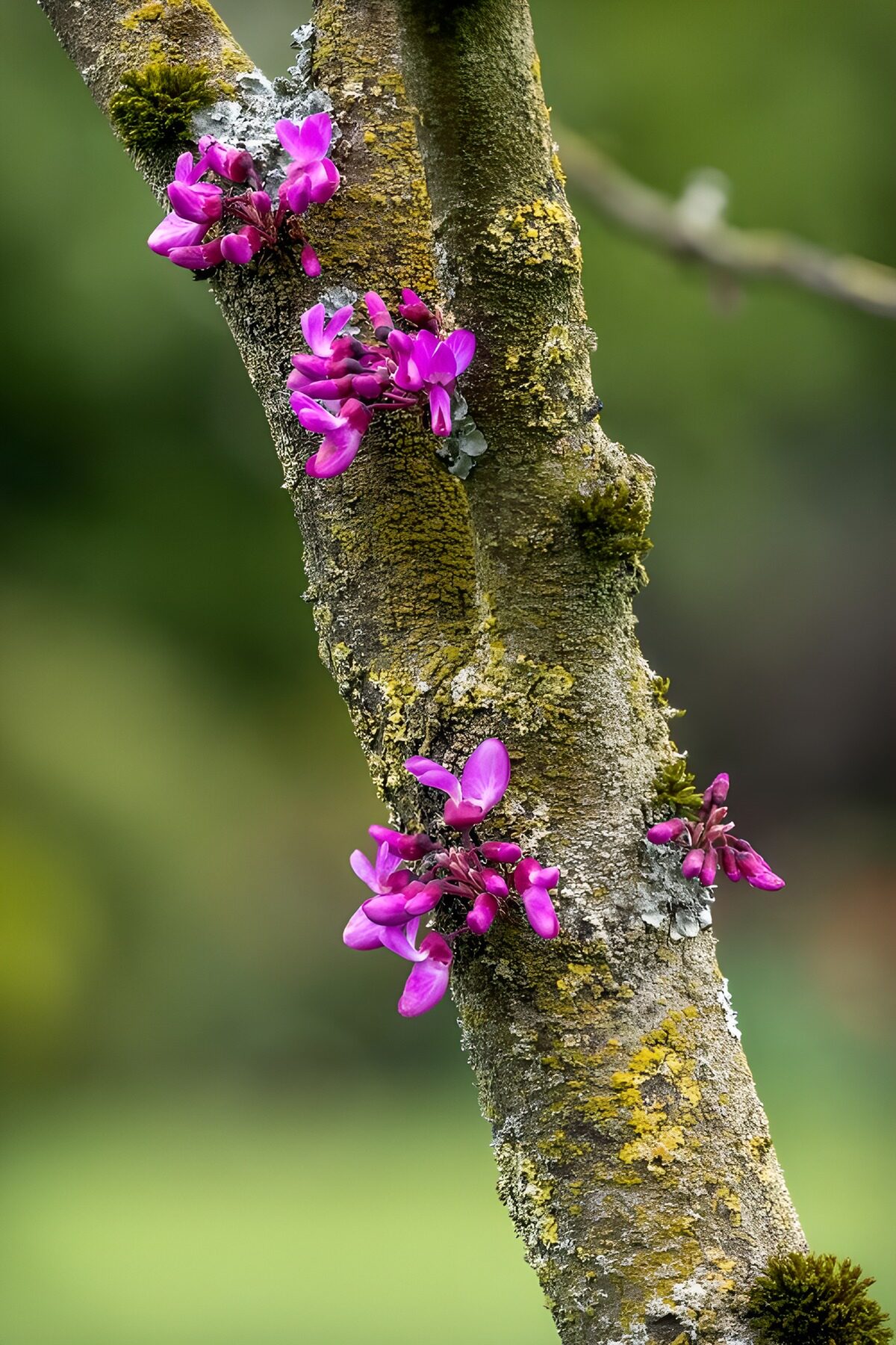 TP90326: Prachtige paarse bloemen op boomschors