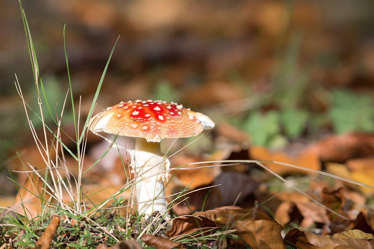 Vederboutje in herfstkleuren