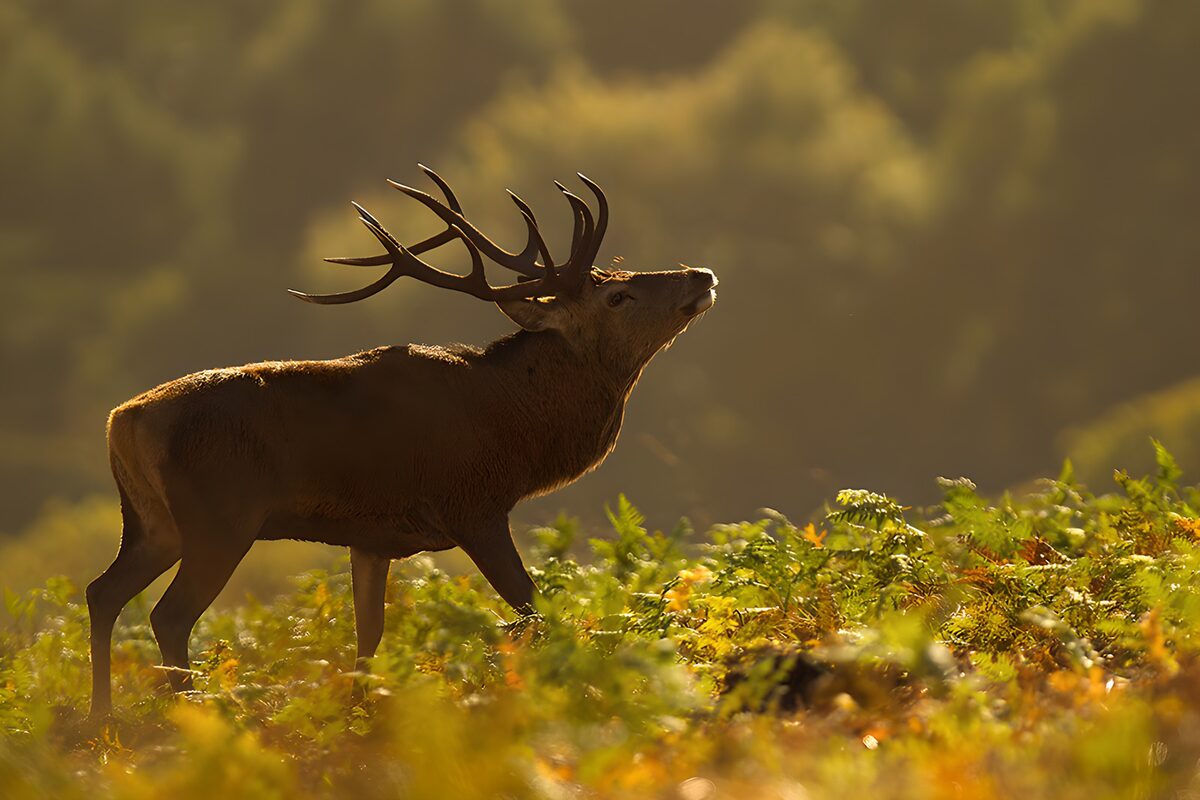 Majestueuze edelhert in de ochtendzon