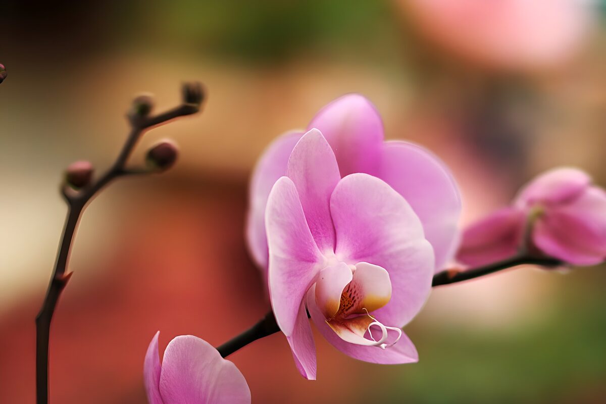 Tak orchidee roze