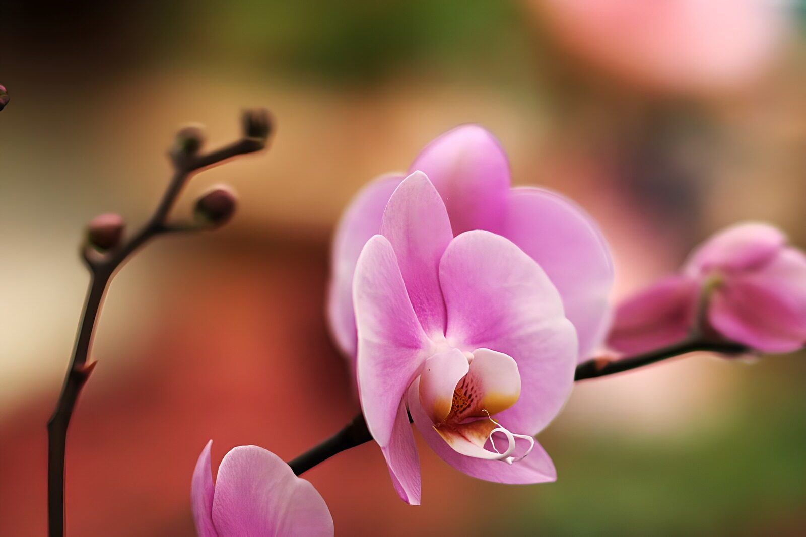 TP10985: Tak orchidee roze