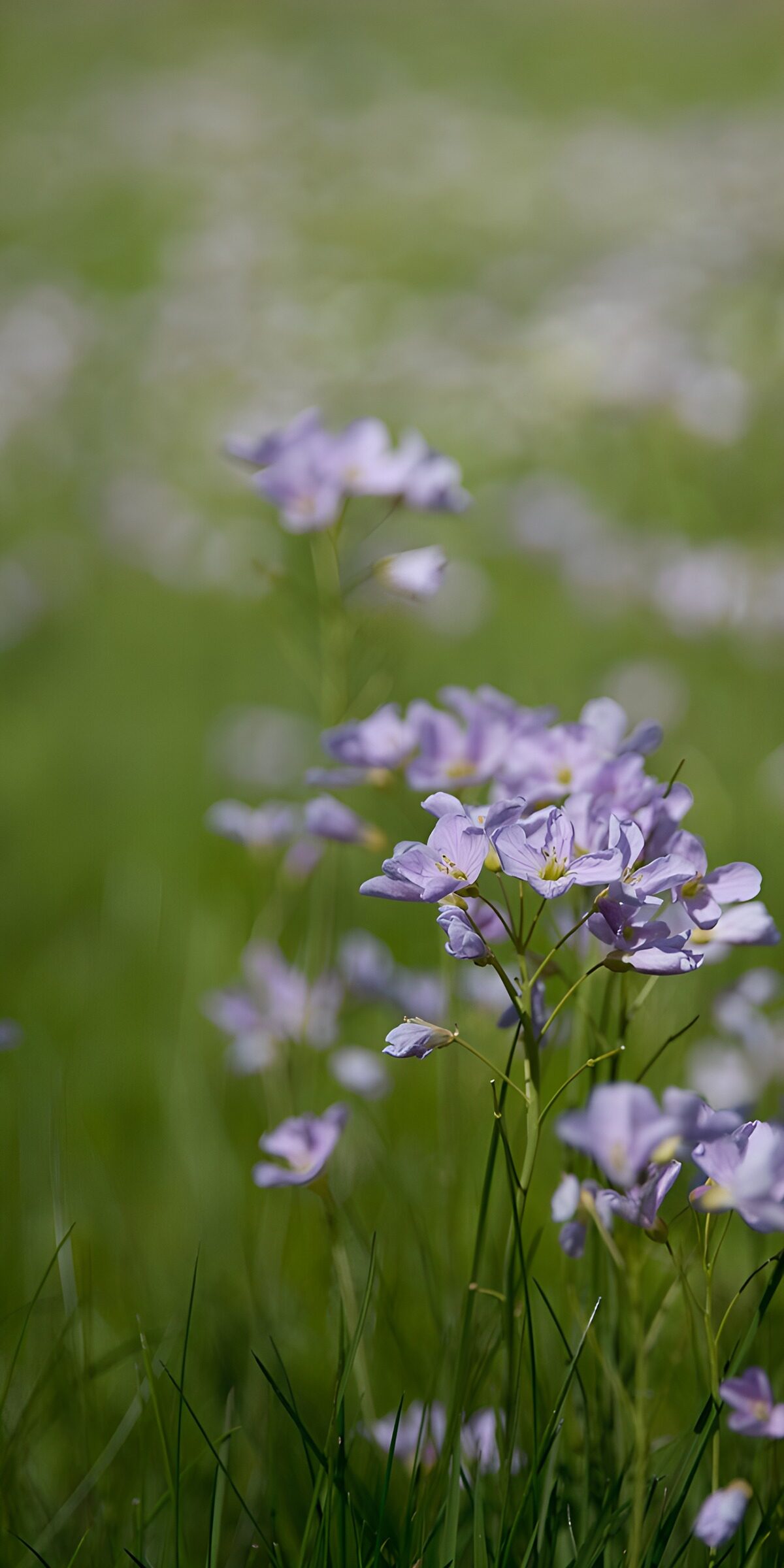 TP34420: Paarse bloemen in groen veld